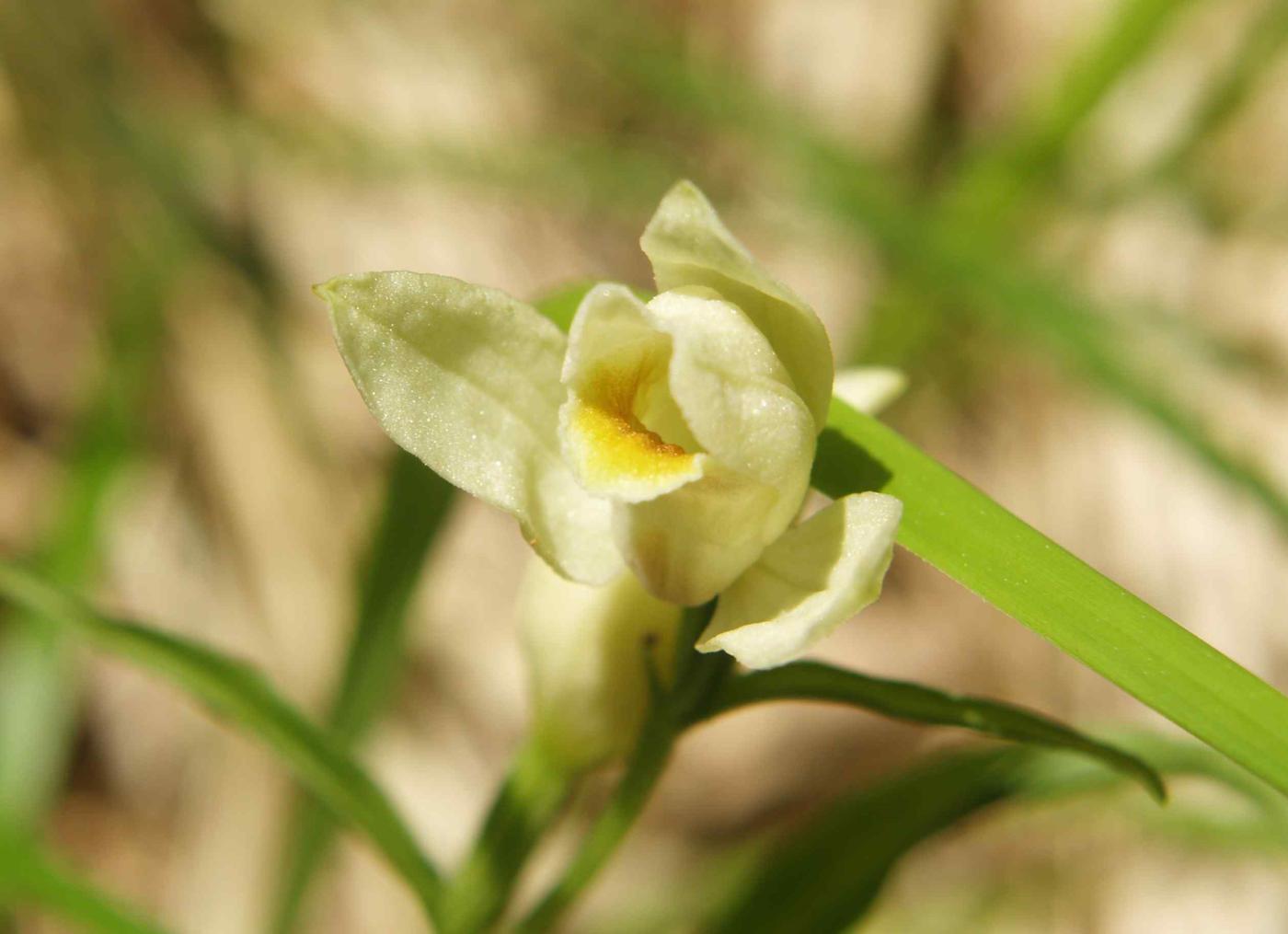 Helleborine, White flower